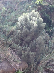 Olea europaea cerasiformis