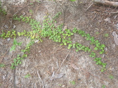 Desmodium lineatum