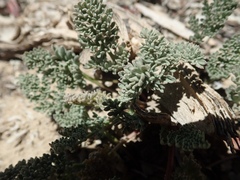 Cymopterus aboriginum