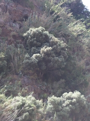 Olea europaea cerasiformis