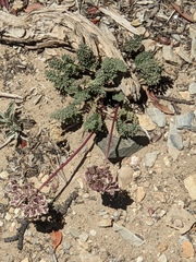 Cymopterus aboriginum