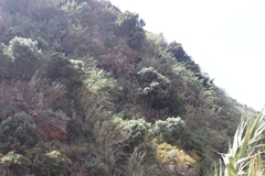 Olea europaea cerasiformis
