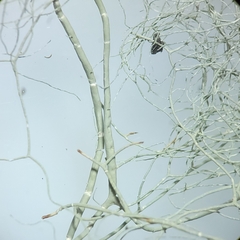 Usnea cavernosa