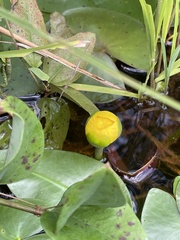 Nuphar sagittifolia