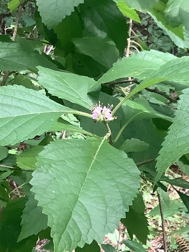 Dipcadi rigidifolium Baker