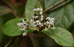Ixora polyantha