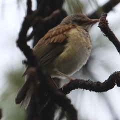 Turdus rufopalliatus