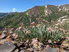 Eriogonum coloradense