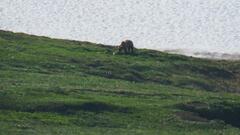 Ursus arctos beringianus