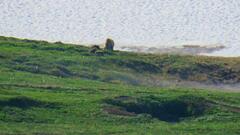 Ursus arctos beringianus