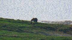 Ursus arctos beringianus