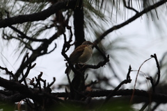 Turdus rufopalliatus