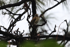 Turdus rufopalliatus