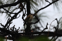 Turdus rufopalliatus