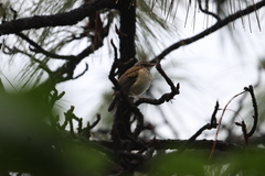 Turdus rufopalliatus