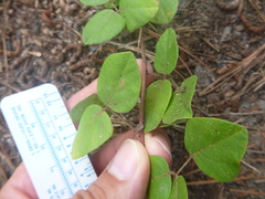 Desmodium lineatum