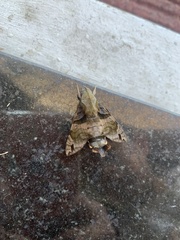 Macroglossum divergens