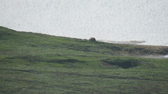 Ursus arctos beringianus