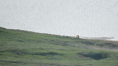 Ursus arctos beringianus