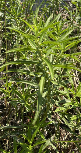 Proserpinaca palustris var. crebra