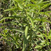 Proserpinaca palustris crebra - Photo (c) iacomaner, some rights reserved (CC BY-NC), uploaded by iacomaner