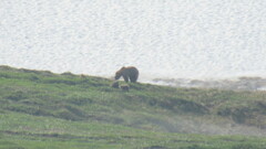 Ursus arctos beringianus