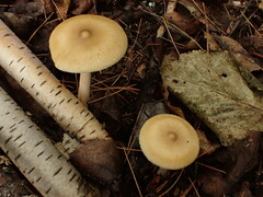 Amanita sinicoflava