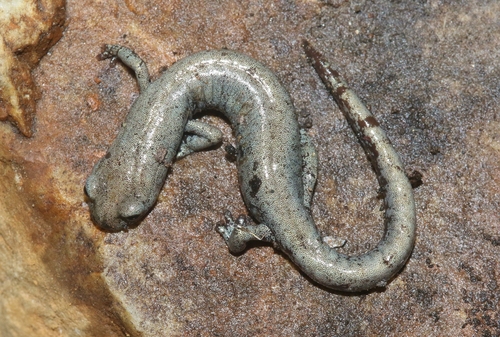 iNaturalist observation photo of Inyo Mountains Salamander