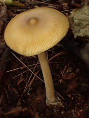 Amanita sinicoflava