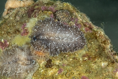 Phrikoceros