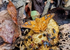 Myscelus amystis hages