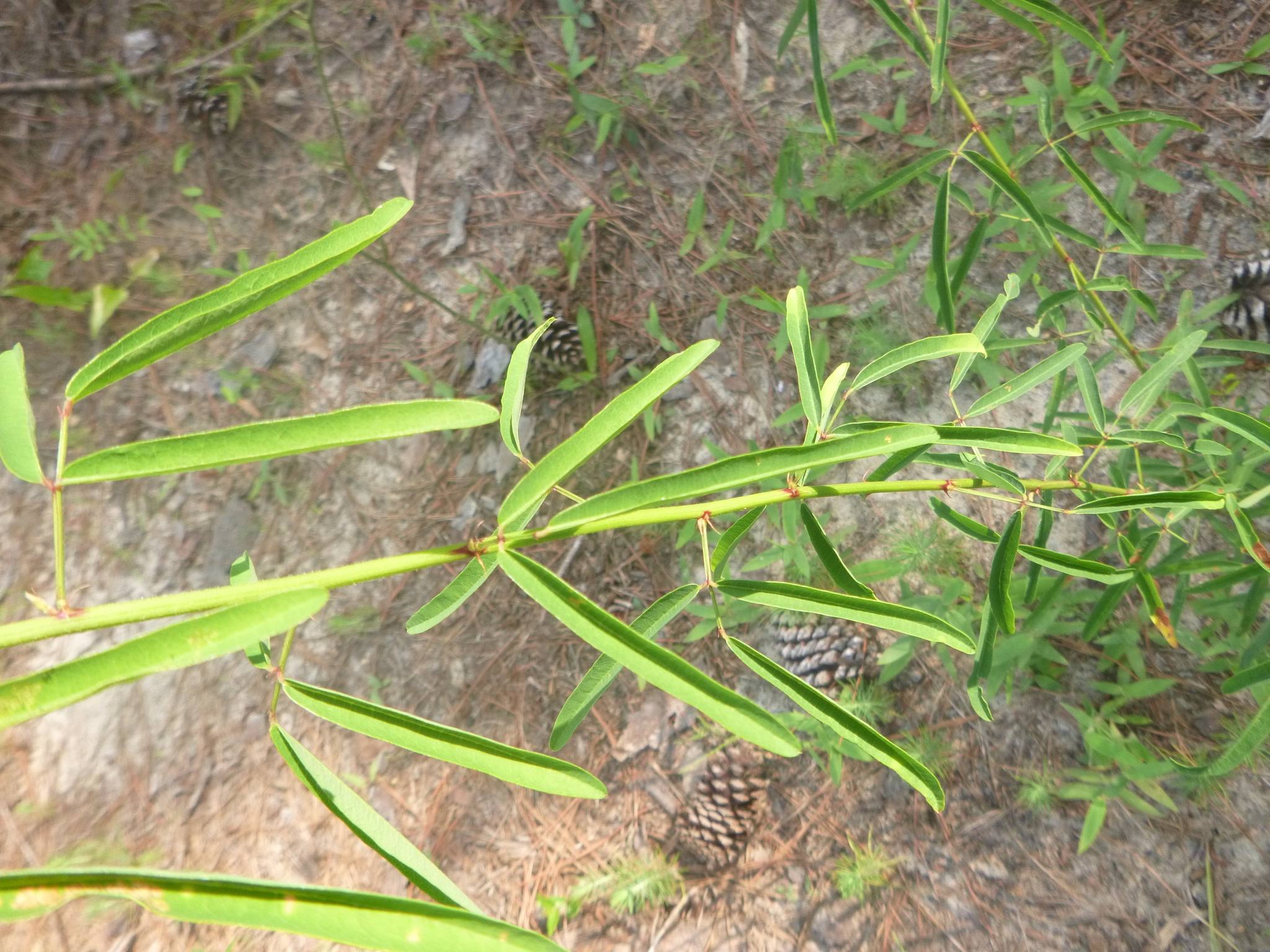 Desmodium strictum