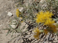 Tetradymia canescens