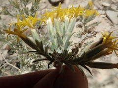 Tetradymia canescens
