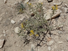 Tetradymia canescens