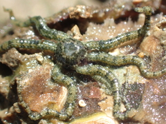 Ophiactis