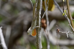 Anolis cooki