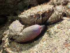 Pilumninae
