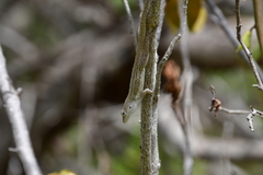 Anolis cooki