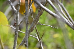 Anolis cooki