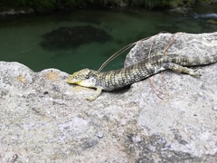 Abronia oaxacae