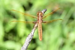 Libellula saturata