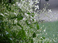 Clematis drummondii