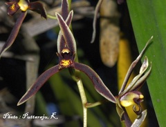Cymbidium bicolor