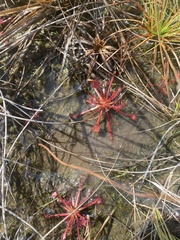 Drosera capillaris