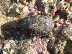 Erronea