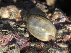 Erronea