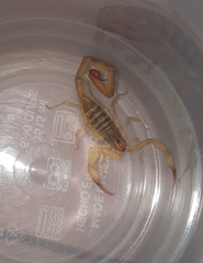 Centruroides elegans