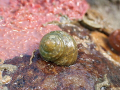 Vetigastropoda