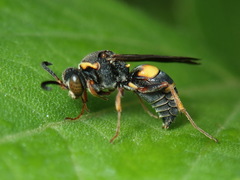 Nysson plagiatus